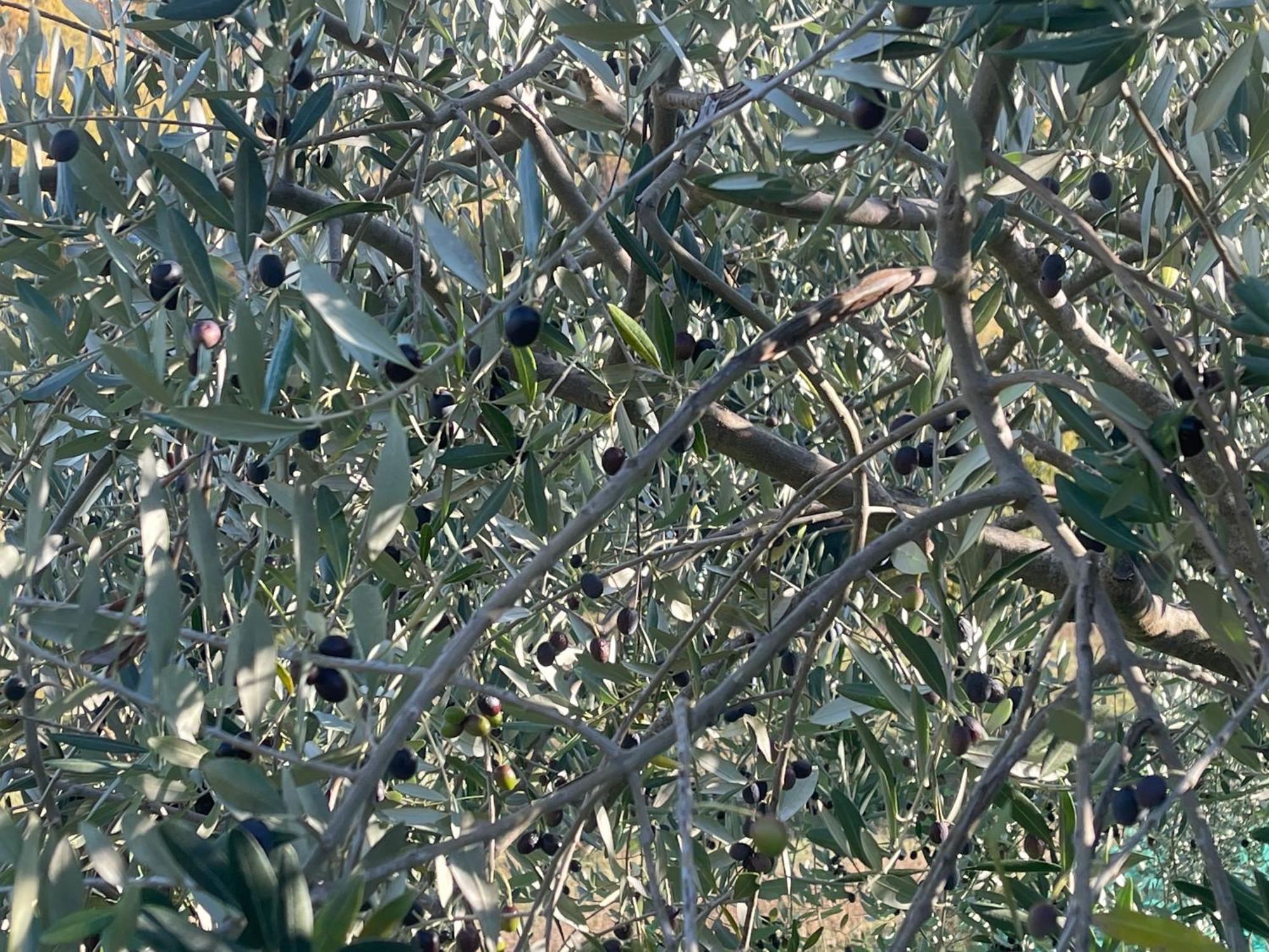 Bio Agriturismo Il Vigno Caprese Michelangelo Luaran gambar